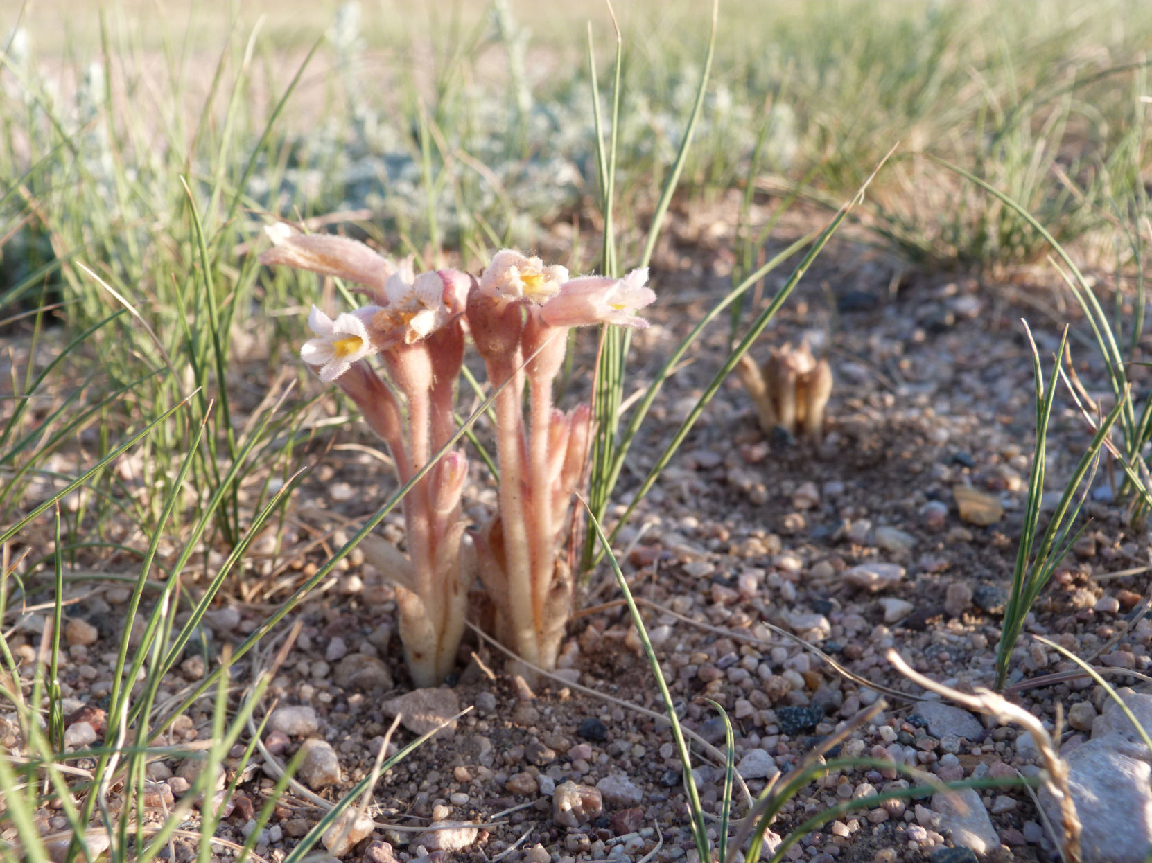 Broomrape